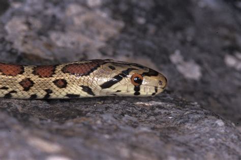 Leopard Snake Elaphe Situla Linnaeus 1758