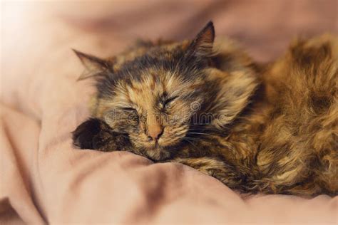 Portrait Of A Fluffy Tortoiseshell Cat Sleeping Sweetly On The Bed Soft Focus Closeup Photo