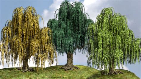 Weeping Willow Tree With 3 Levels Of Leaf Density In 3