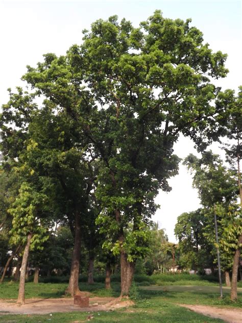 Mahogany, Swietenia mahagoni