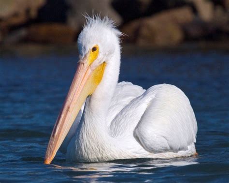 American White Pelican Internet Center For Wildlife Damage Management