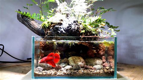 How To Set Up Paludarium With Betta Fish Bể Bán Cạn Với Cá Betta