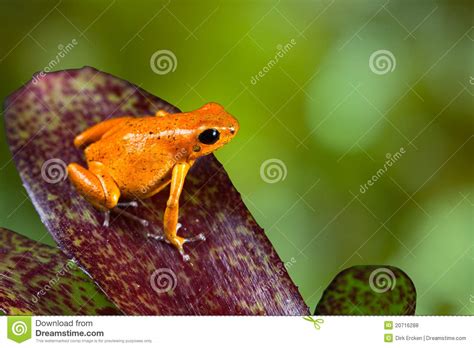 Orange Poison Dart Frog Poison Dart Frog On Leaf Stock