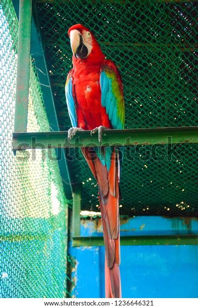 Portrait Scarlet Macaw Bird Stock Photo 1236646321 Shutterstock