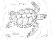 We did not find results for: Realistic Hawksbill Sea Turtle coloring page | Free ...