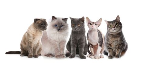 The 9 Friendliest Cat Breeds In The World My Pets Routine