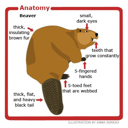 Beaver Facts Sheet | Beaver, Beaver facts, Animal facts