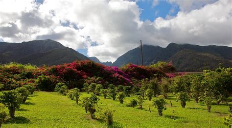 Stathie Prattas | Kailua Kona Real Estate Agents