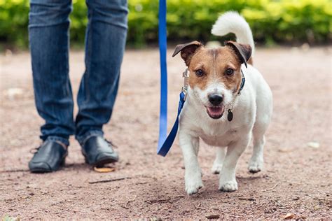 Dog Walking Leash Offers Online Save 54 Jlcatjgobmx