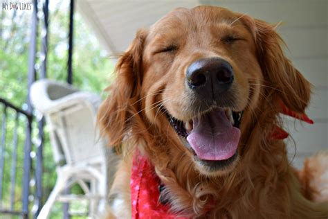 Dog Smiling Golden Retriever Dog With A Huge Smile Feel F Flickr