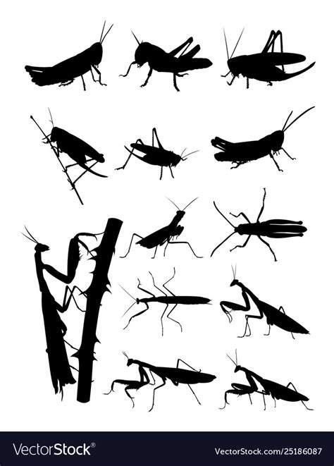 Grasshopper And Praying Mantis Detail Silhouettes Vector Image