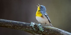 What Makes Birds Sing In The Morning?