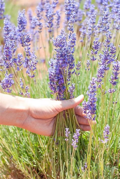Culinary Lavender Guide How To Use And Cook With Culinary Lavender