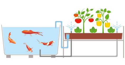 Koi Aquaponics Setup Why Build A Sustainable System