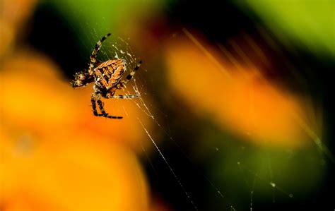 Wallpaper Id 207030 Spider Insect Web And Spider Web Hd 4k Wallpaper