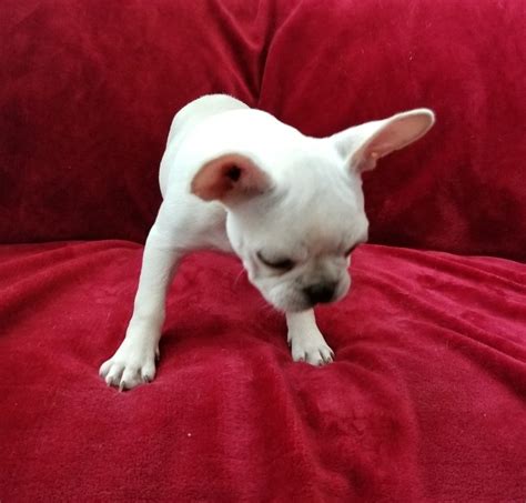 French bulldogs are very sweet and one french bulldog was lost in the sinking of the titanic, and the dog was insured for the then huge sum of $750. AKC Blossom MINI French Bulldog Puppy 1800 FOR SALE ...