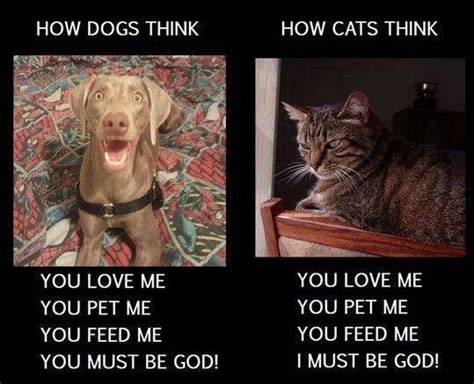 How Dogs Think Vs How Cats Think Love My Dog What Cat What Dogs