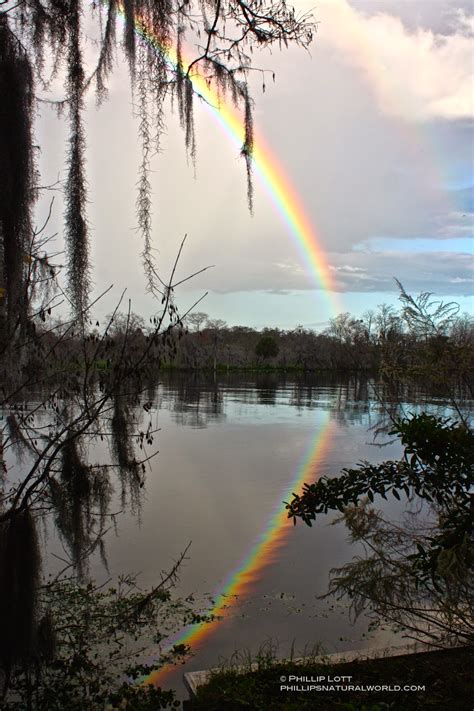 Chasing Florida Rainbows | Phillip's Natural World