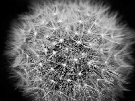 Beaches, mountains, flowers, oceans, trees, seasons & more Free Images : nature, blossom, black and white, structure ...