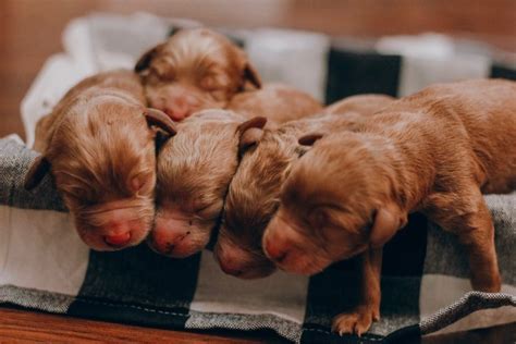 Find your new best friend. Mini Goldendoodle Puppies Columbus Ohio | Mini ...
