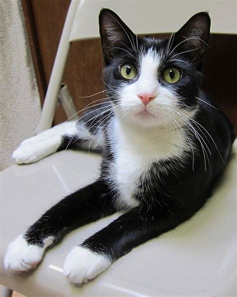 140 Best Images About Tuxedo Cat On Pinterest Cats