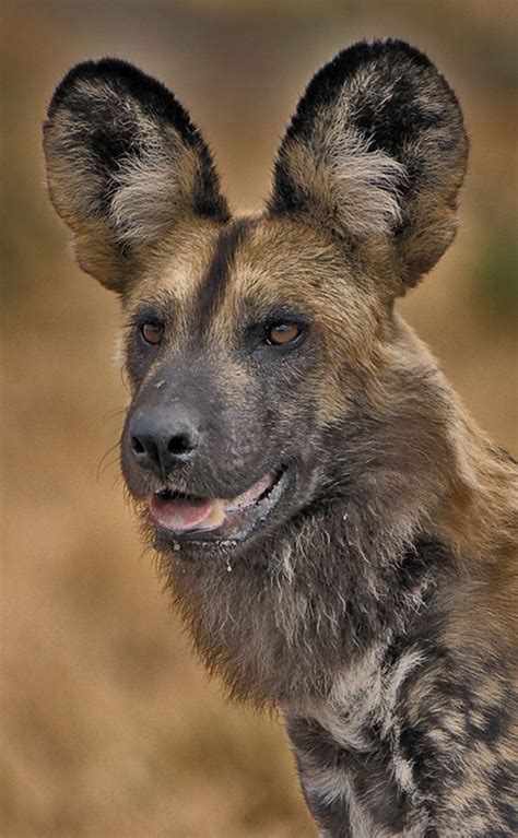 El Licaón Lycaon Pictus El Licaón Se Encuentra Catalogado Dentro De