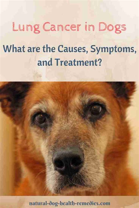 But if you know the symptoms of cancer in dogs, you can help to catch canine cancer early, giving your pet the best chance for treatment to extend life, and possibly even to cure cancer. Lung Cancer in Dogs - Symptoms, Causes, Treatment