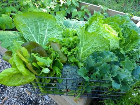 Grow A Container Salad Garden Forks In The Dirt