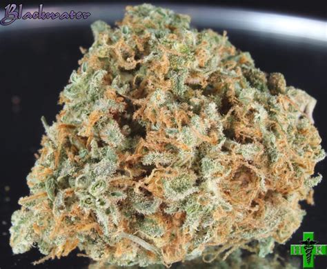 We did not find results for: weed, Drugs, Marijuana, 420, Nature, Psychedelic, Plant ...