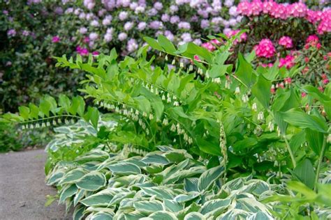 Companion Plants For Your Hostas