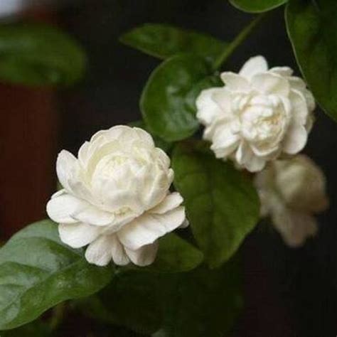 بَلَدِيّ • (baladiyy) m, feminine بَلَدِيَّة‎ (baladiyya), masculine plural بَلَدِيُّون‎ (baladiyyūn), feminine plural بَلَدِيَّات‎ (baladiyyāt). فل بلدي - متجر البيئة الخضراء