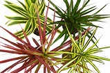 4 Different Dracaenas Variety Pack - Live House Plant - FREE Care Guide ...
