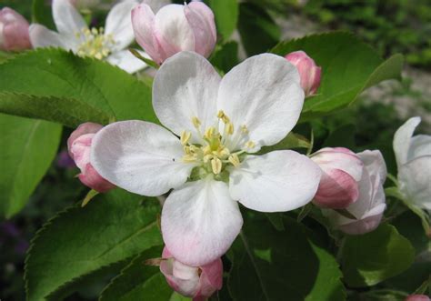Within 200 miles of niles, mi (michigan, indiana, illinois). Michigan S State Flower In 1897 Is Also The State Flower ...