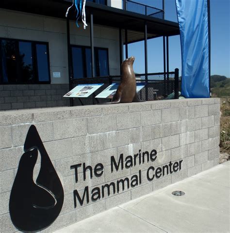 Everything Coastal Marine Mammal Center Sausalito Marin Headlands