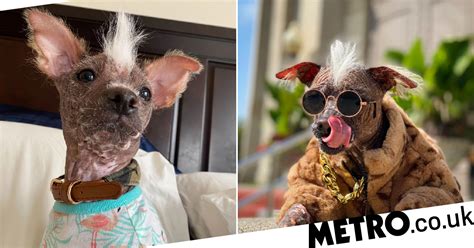 Hairless Dog Becomes Local Sensation For His Natural Mohawk