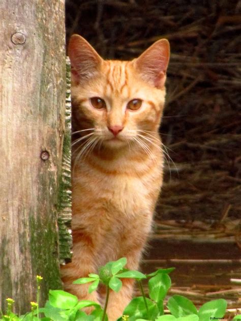 1000 Images About Barn Cats On Pinterest Black Barn