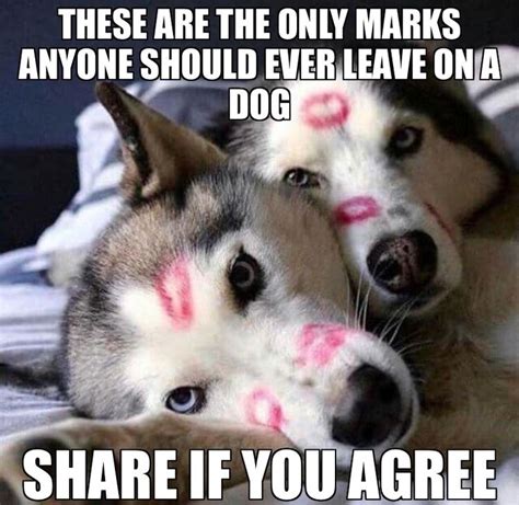 Pin By Mark Deavult On Husky Memes Siberian Husky Dogs Dog Memes