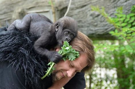 Gladys Goes Outside Baby Gorilla And Her Human Surrogate