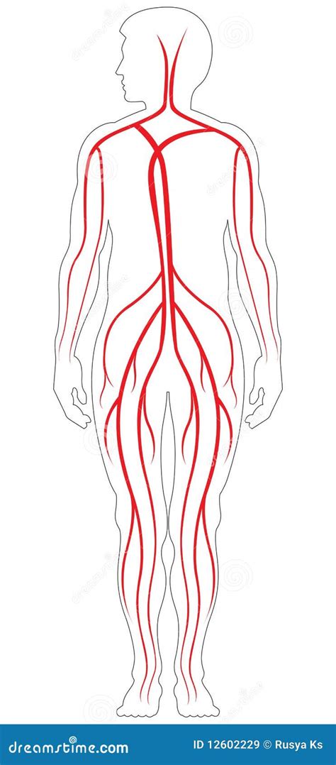 Sistema De Circulación Sanguínea Ilustración Del Vector Ilustración