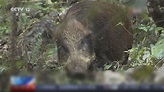 內地擬將野豬從國家保護野生名錄刪除 | Now 新聞