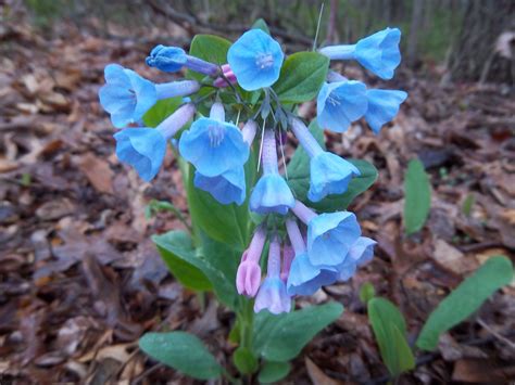 Mertensia Virginica Bluebells Spring Flowers Bluebells Flowers