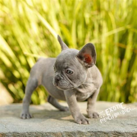 French bulldogs la is a french bulldog breeder located just outside los angeles in the ojai valley of ventura county in southern california. Lilac French Bulldog Puppy For Sale- French Bulldog California