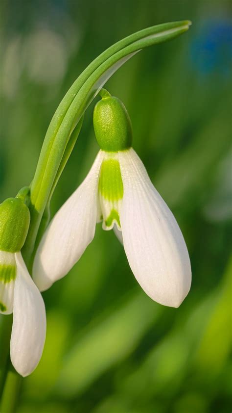 Download 720x1280 Wallpaper Close Up Bloom White Snowdrop Flowers