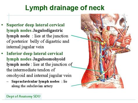 How To Drain A Lymph Node In The Neck Best Drain Photos Primagemorg
