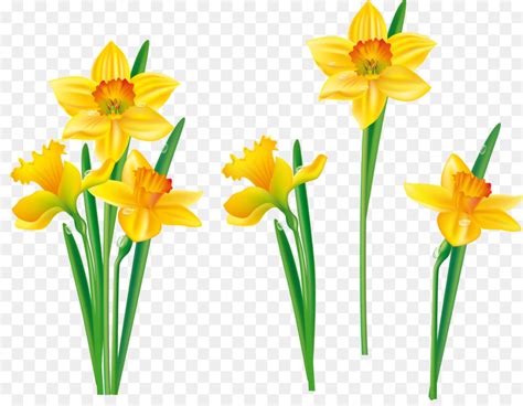 Floral For Photoshop — Yellow And White Daffodils Png Download — Милые