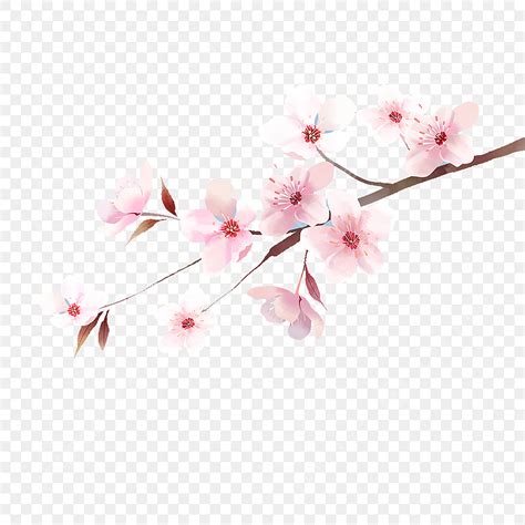16 Sakura Flower Png Images Pics