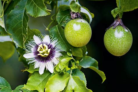 Tips For Growing Passionfruit Passion Fruit Plant Passion Fruit