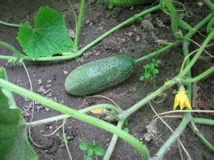 Sowing sowings may be made between february and may where sufficient heat is available. How to Grow Cucumbers in a Home Garden: An Illustrated ...