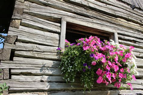 Log cabin fruits and flowers. Log Cabin Window Flowers Free Stock Photo - Public Domain ...