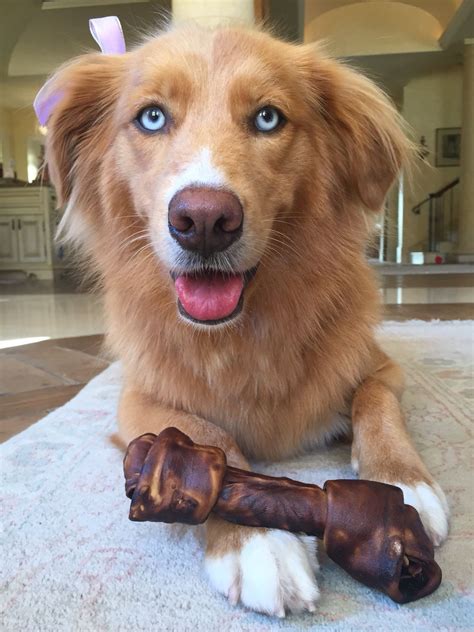 We did not find results for: Nala the golden Aussie husky mix | Golden retriever mix ...